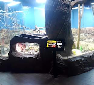Singapur Zoo