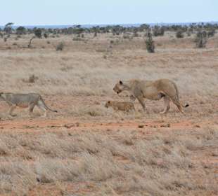Tsavo Ost im Juni 2016, Löwenrudel mit Babys