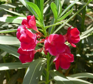Schöner Garten