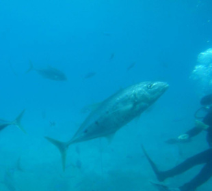 Blick aus dem U-Boot