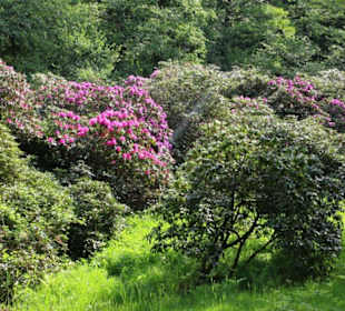 Rhododendronschlucht