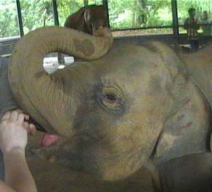 Eine Flasche Milch für den Elefanten