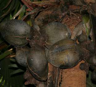 Praslin, Vallee de Mai