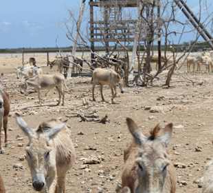 Die Esel von Bonaire