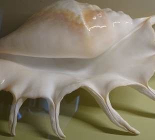 Rundgang durch das Muschelmuseum Wremen