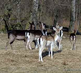 Wildgehege im Schlosspark