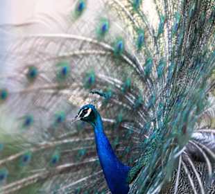 Pfau im Walter Zoo