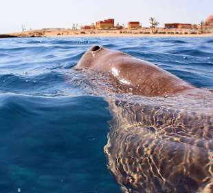 Podwodne życie w Abu Dabab