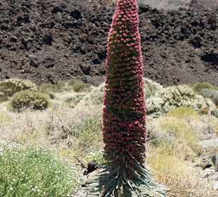 Teide Nationalpark