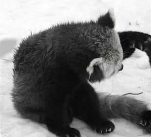 Brillenpandas beim Spielen im Schnee