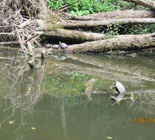 Fluss das Einzig "sehenswerte"