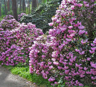 Impressionen aus dem Rhododendronpark Gristede