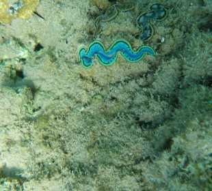 Hotel BEACH Albatros Resort & Spa