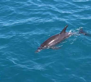 Delfin Tour Hurghada