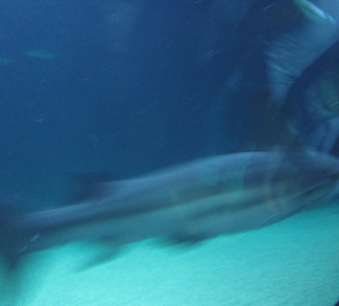 Aquarium / Oceanongrafic