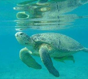 Schildkröte am Hausriff