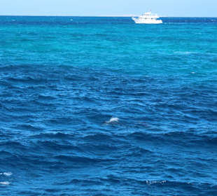 Wypatrywanie delfinków