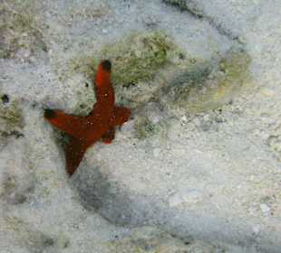 Unterwasserwelt