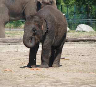 Elefantenjunges