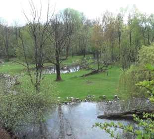 Südamaerika Bereich - Sitatunga