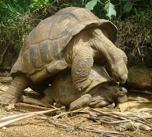 Schildkröten