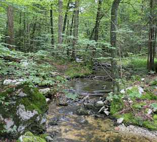 Wanderung auf dem Bergwald-Erlebnispfad