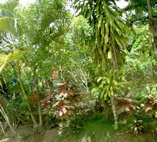 Die Insel ist ein einziger Obstgarten