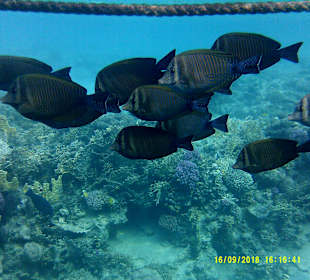 Schnorcheln Marsa Alam