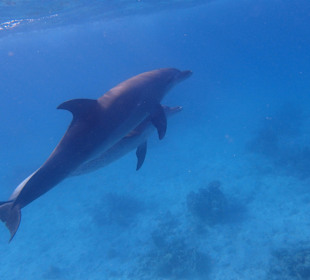 Einmalie Erlebnisse mit Mo´s Delfinen