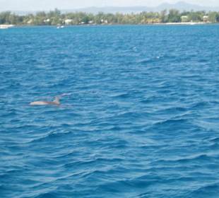 Delphine auf dem Weg zur Insel