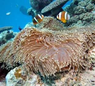 Reef Magic - Tauchen 16