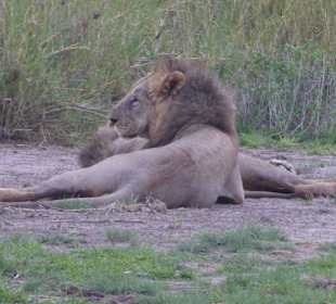 Löwenbrüder beim Rasten