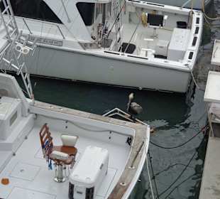 Pelikane bei den Booten