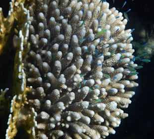 Fische im hauseigenen Riff