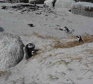 Boulders Beach
