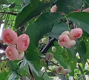 Harni's Plantation