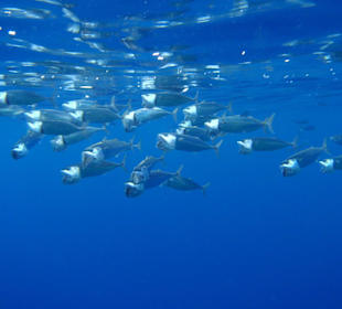 Hausriff Hotel Tulip Resort