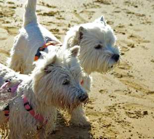 Hunde am Strand von Bibione