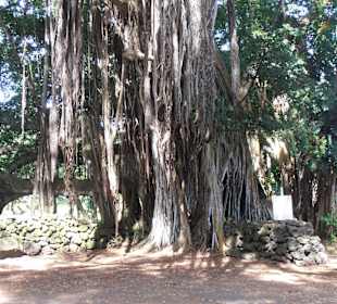 Einer von den kleineren Bäumen