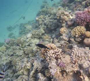 Schnorcheln Makadi Bay