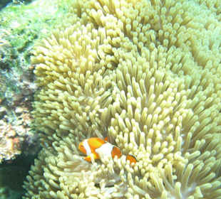 Clownfisch in seiner Koralle