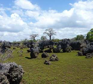 Coral Garden auf Wasini Island