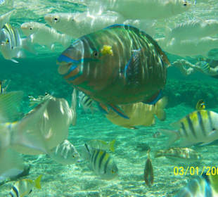 Papageienfische am Strand