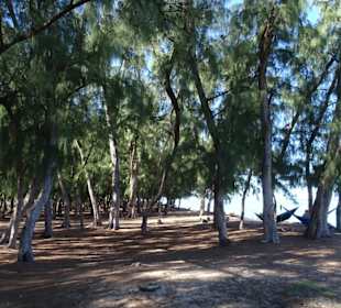 Schattenspendende Bäume am Strand