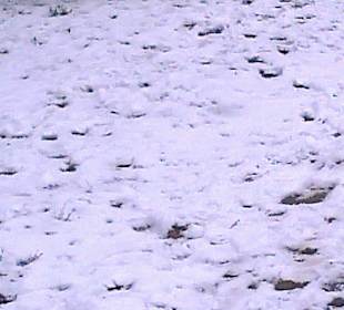 Łazienki wczesną wiosną.