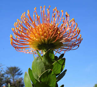 Eindrücke vom Rundgang durch Blandy´s Garden
