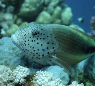 Schnorcheln am Hausriff