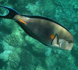 Coraya Bay, Unterwasserwelt