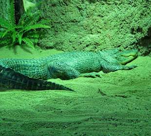 Mississippi Alligator