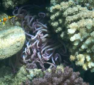 Anemonenfisch an der einzigen lila Anemone im Riff